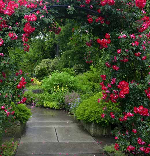 плетистые розы в саду уход